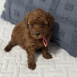 Scarlett - Red  female Goldendoodle puppy in Lincoln, Nebraska from Daisy Doodles