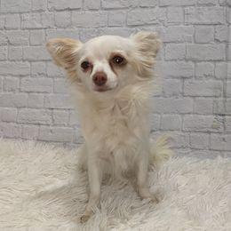 Bella - Chihuahua