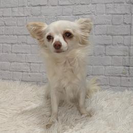 Bella - Chihuahua