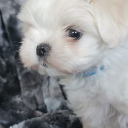 Maltese from Linda's Lovely Maltese