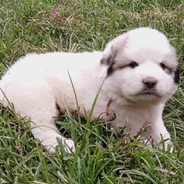 Puppy ID 92253 - White and badger female Great Pyrenees puppy in Leicester, North Carolina from Randall Glen Pyrenees