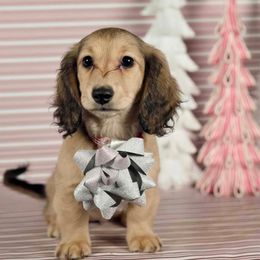 Cinnamon - Cream female Dachshund puppy in Zephyrhills, Florida from Dapper Doxies