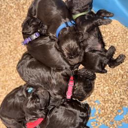 Princess 2 - Liver female Boykin Spaniel puppy in Millwood, Georgia from Satilla River Swamp Boykins