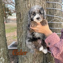 Cider - Blue merle male Bernedoodle puppy in Mount Vernon, Missouri from PoodlelyDoodlely
