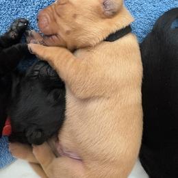Boy 1 - Yellow male Labrador Retriever puppy in Silverthorne, Colorado from Bahrking Heights Labradors