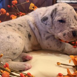 Sweet Potato - Great Dane puppy from Ferguson Family Danes LLC