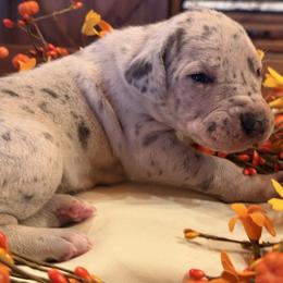 Sweet Potato - Great Dane puppy from Ferguson Family Danes LLC