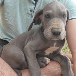 Mai - Blue female Great Dane puppy in Pollock, Louisiana from Danes Done Right