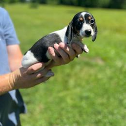Ellie - Piebald female Dachshund puppy in Milroy, Pennsylvania from Not Your Average Weiner