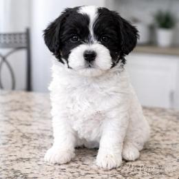 Woofio - Parti male Goldendoodle puppy in Bountiful, Utah from PJs Puppy Love