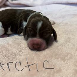 Arctic - Liver white and roan female English Springer Spaniel puppy in Pensacola, Florida from LeichtHouse Kennel