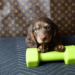 Rollo - Chocolate and tan male Dachshund puppy in Austin, Texas from Glorious Minis