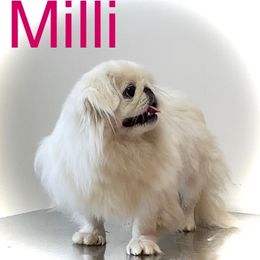 Milli - Pekingese