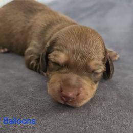 Balloons - Chocolate and tan male Dachshund puppy in Citra, Florida from My Loyal Treasures