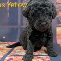 Goldendoodle, Golden Retriever, Labradoodle, and Labrador Retriever Puppies from Robertson's Retrievers and Doodles