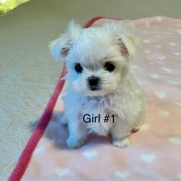 Girl 1 - White female Maltese puppy in Ocala, Florida from Hummingbird Fields