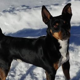 Diego - Rat Terrier