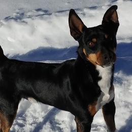 Diego - Rat Terrier