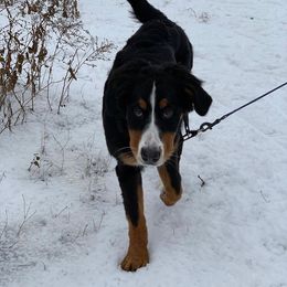 Bernese Mountain Dog Puppies from Lonesome Pine Farm