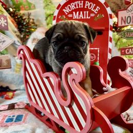 Rosaline - Fawn female Pug puppy in Ferrum, Virginia from Menagerie Magnifique Pugs & Boston Terriers