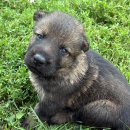 Max - Sable male German Shepherd puppy in Humboldt, Iowa from Carlson Hill Farm