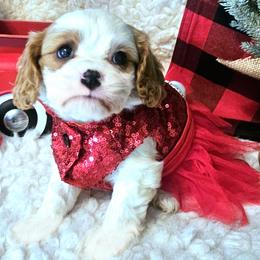 Snowflake - Blenheim female Cavalier King Charles Spaniel puppy in Marshfield, Missouri from Puppyloversplace
