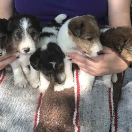 Wire Fox Terrier Puppies from Lyndon Meadow Farm