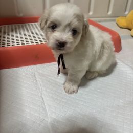 Cinnamon - White female Mal-Shi puppy in Raleigh, North Carolina from Loveable Litters