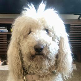 Willow - Golden Mountain Doodle
