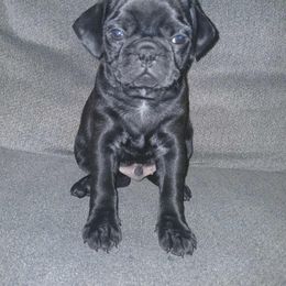 Black male - Black male Pug puppy in Centuria, Wisconsin from Rott'N'Frenchies