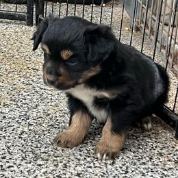 Mira - Black tri female Toy Australian Shepherd puppy in Nocona, Texas from Rafter O Toy Aussies and Mini Heelers
