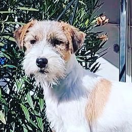 Simon - Russell Terrier
