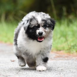 Scorch - Blue merle male Miniature American Shepherd puppy in Gainesville, Florida from MarvelMAS Miniature American Shepherds