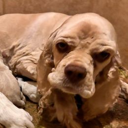 Zoey - Cocker Spaniel