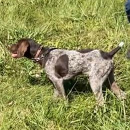 Meg - German Shorthaired Pointer