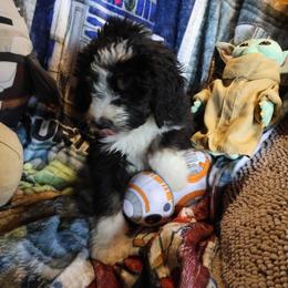 Obi Wan - Tri-color male Bernedoodle puppy in Springfield, Missouri from Doodle Dandy Bernedoodles