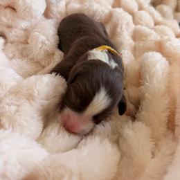 Piplup - Chocolate male Border Collie puppy in Hephzibah, Georgia from Astoria Border Collies