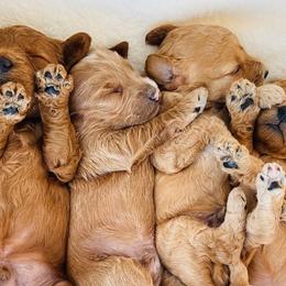 Aussiedoodles and Goldendoodles from Lee Family Puppies