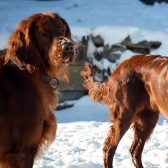 Irish Setters from Greenbank Hollow Farm