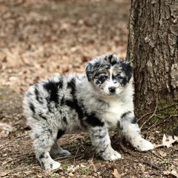 Ebi - Blue merle female Australian Shepherd puppy in Coldwater, Michigan from Northern Star Australian Shepherds