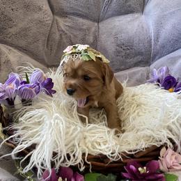 Cavalier King Charles Spaniel Puppies from Heart of a Cavalier