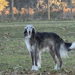 Silken Windhound puppies from Ashley