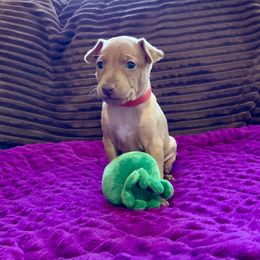 Cirneco dell’Etna Puppies from Ember Hill Cirnechi