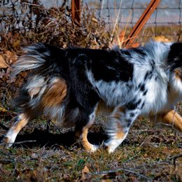 Hallie Ray - Miniature Australian Shepherd