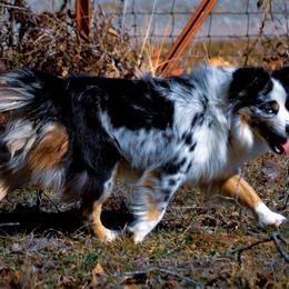Hallie Ray - Miniature Australian Shepherd