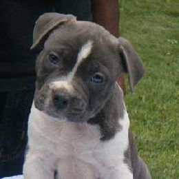 American Staffordshire Terrier and French Bulldog Puppies from Cicero Kennels