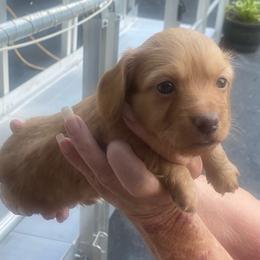 Bonnie long haired - Red female Dachshund puppy in Elizabethtown, Kentucky from Teeny Tiny Puppy Tails