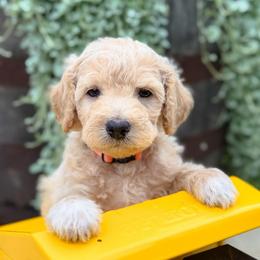 Firecracker - Apricot male Goldendoodle puppy in Wharton, Texas from Little Fur Friends