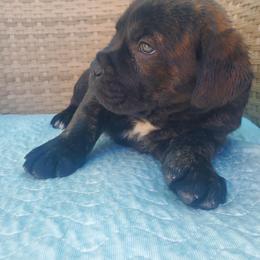 Cane Corso Puppies from Willow’s Meadow