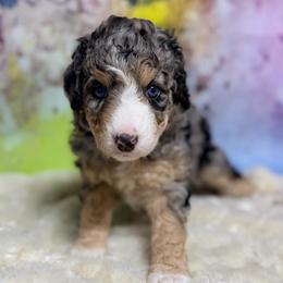 Sally - female Australian Mountain Doodle puppy in Blue Springs, Missouri from Jeanie’s Doodles